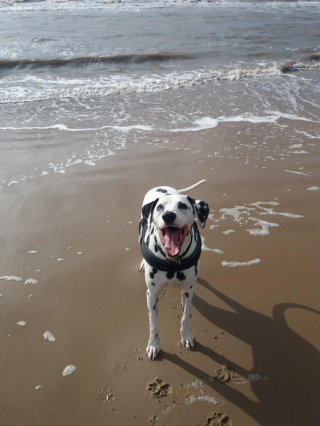 Illustration de l'article : 20 photos de Dalmatiens à la joie de vivre communicative