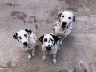 Illustration de l'article : 20 photos de Dalmatiens à la joie de vivre communicative