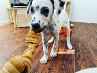 Illustration de l'article : 20 photos de Dalmatiens à la joie de vivre communicative