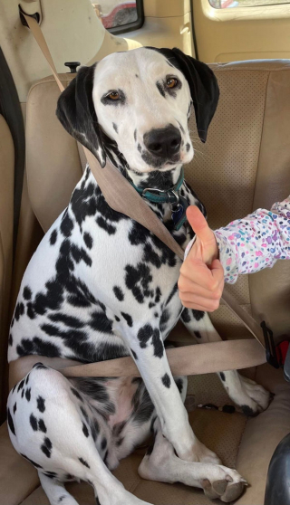 Illustration de l'article : 20 photos de Dalmatiens à la joie de vivre communicative