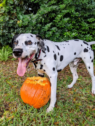 Illustration de l'article : 20 photos de Dalmatiens à la joie de vivre communicative