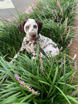 Illustration de l'article : 20 photos de Dalmatiens à la joie de vivre communicative