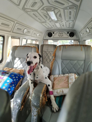 Illustration de l'article : 20 photos de Dalmatiens à la joie de vivre communicative