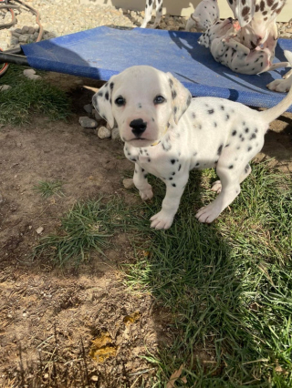 Illustration de l'article : 20 photos de Dalmatiens à la joie de vivre communicative