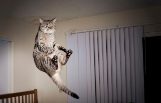 Illustration de l'article : 20 photos démontrant que le chat est le symbole universel de la grâce et de l'équilibre !
