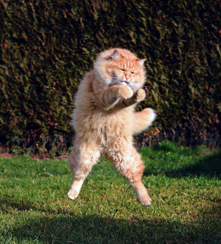 Illustration de l'article : 20 photos démontrant que le chat est le symbole universel de la grâce et de l'équilibre !