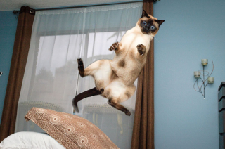 Illustration de l'article : 20 photos démontrant que le chat est le symbole universel de la grâce et de l'équilibre !