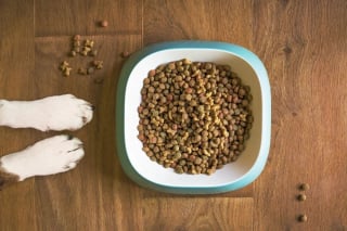 Illustration de l'article : Carrefour lance Companino : une alimentation pour chiens et chats de qualité et à prix accessible