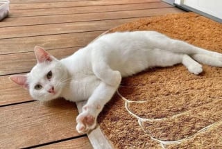 Illustration de l'article : Timide, cette chatte errante rassemble son courage et suit une famille jusqu'à sa maison, où un nouveau destin l'attend