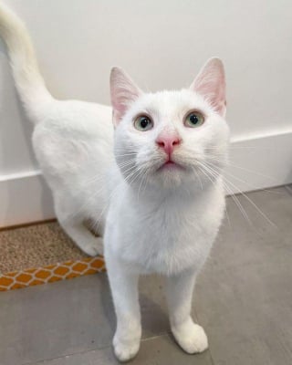 Illustration de l'article : Timide, cette chatte errante rassemble son courage et suit une famille jusqu'à sa maison, où un nouveau destin l'attend