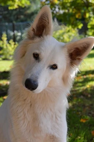 Quand les chiens penchent la tête