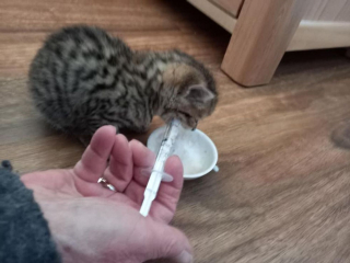Illustration de l'article : Un chaton trouvé seul dans un parc ne veut plus quitter les bras rassurants de ses bienfaiteurs