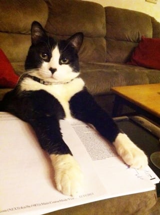 Illustration de l'article : 20 photos de chats désirant partager votre lecture