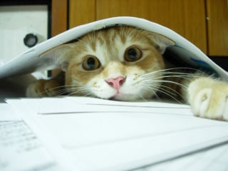 Illustration de l'article : 20 photos de chats désirant partager votre lecture