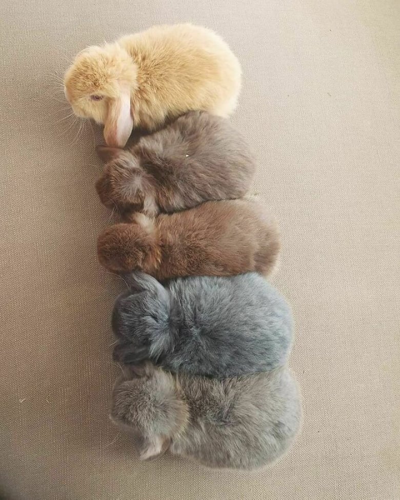 https://www.woopets.fr/assets/ckeditor/2021/nov/actualities/12489/xl/ces-xx-photos-d-animaux-donnent-tout-son-sens-au-dicton-tout-ce-qui-est-petit-est-mignon-5fd3c11a6.jpg