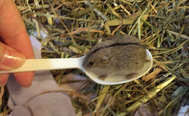 https://www.woopets.fr/assets/ckeditor/2021/nov/actualities/12489/xl/ces-xx-photos-d-animaux-donnent-tout-son-sens-au-dicton-tout-ce-qui-est-petit-est-mignon-f783796a1.jpg