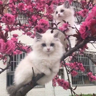 Illustration de l'article : 20 photos de chats qui vivaient heureux auprès de leur arbre