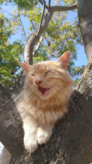 Illustration de l'article : 20 photos de chats qui vivaient heureux auprès de leur arbre