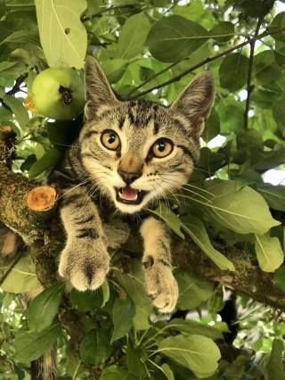 Illustration de l'article : 20 photos de chats qui vivaient heureux auprès de leur arbre