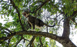 Illustration de l'article : 20 photos de chats qui vivaient heureux auprès de leur arbre
