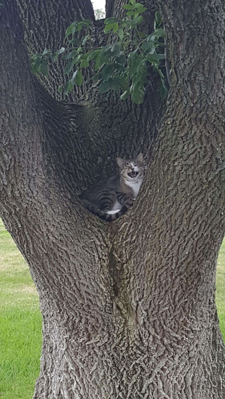 Illustration de l'article : 20 photos de chats qui vivaient heureux auprès de leur arbre