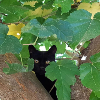 Illustration de l'article : 20 photos de chats qui vivaient heureux auprès de leur arbre