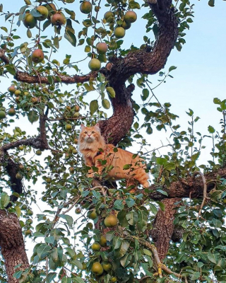 Illustration de l'article : 20 photos de chats qui vivaient heureux auprès de leur arbre