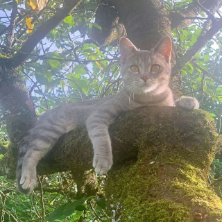 Illustration de l'article : 20 photos de chats qui vivaient heureux auprès de leur arbre