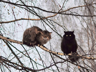 Illustration de l'article : 20 photos de chats qui vivaient heureux auprès de leur arbre