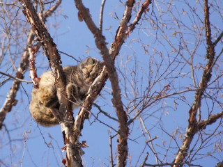Illustration de l'article : 20 photos de chats qui vivaient heureux auprès de leur arbre