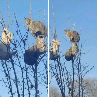 Illustration de l'article : 20 photos de chats qui vivaient heureux auprès de leur arbre