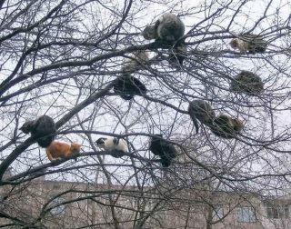 Illustration de l'article : 20 photos de chats qui vivaient heureux auprès de leur arbre