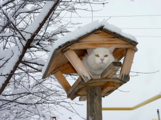 Illustration de l'article : 20 photos de chats qui vivaient heureux auprès de leur arbre