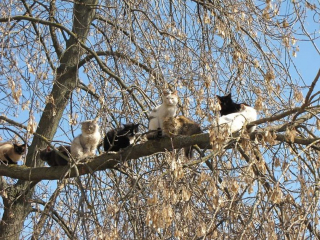 Illustration de l'article : 20 photos de chats qui vivaient heureux auprès de leur arbre