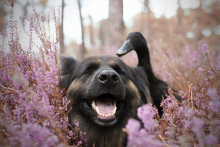 Illustration de l'article : 20 photos qui immortalisent l'amitié surprenante entre un chien et des oiseaux