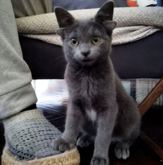 Illustration de l'article : En adoptant un chat à 4 oreilles, elle espère encourager d'autres familles à accueillir des animaux de compagnie jugés "différents"