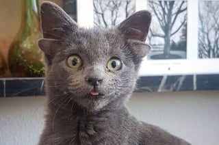 Illustration de l'article : En adoptant un chat à 4 oreilles, elle espère encourager d'autres familles à accueillir des animaux de compagnie jugés "différents"