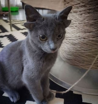 Illustration de l'article : En adoptant un chat à 4 oreilles, elle espère encourager d'autres familles à accueillir des animaux de compagnie jugés "différents"