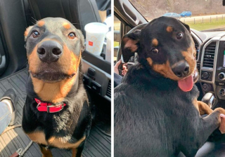 Illustration de l'article : 18 photos de chats et de chiens si expressifs que nous les comprenons en un regard !