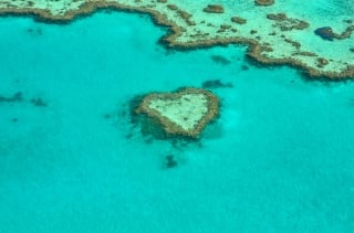 Illustration de l'article : Sheba® Hope Reef, le plus important programme de restauration de coraux au monde