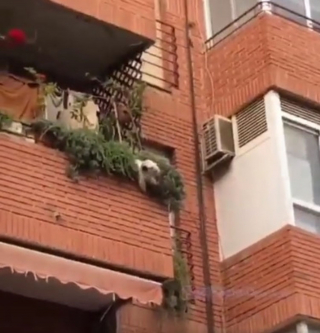 Illustration de l'article : A l'aide d'un drap, les voisins sauvent un chien sur le point de chuter du balcon (vidéo)