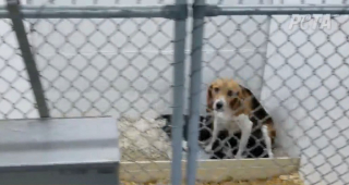 Illustration de l'article : Des sénateurs américains veulent sauver des centaines de chiens élevés pour la recherche, l’un d’eux adopte un chiot pour donner l’exemple
