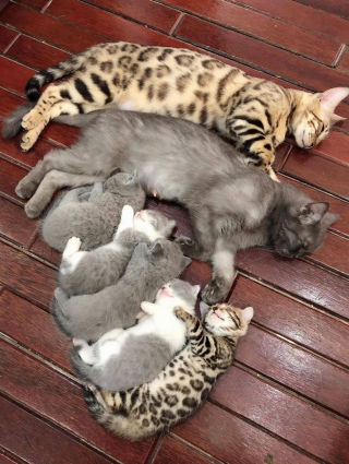 Illustration de l'article : 10 photos immortalisant des instants précieux avec nos animaux de compagnie