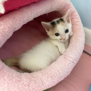 Illustration de l'article : Un chaton à 3 pattes impressionne sa soigneuse par sa ténacité et sa résilience