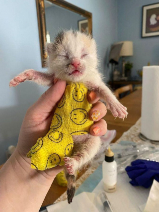 Illustration de l'article : Un chaton à 3 pattes impressionne sa soigneuse par sa ténacité et sa résilience