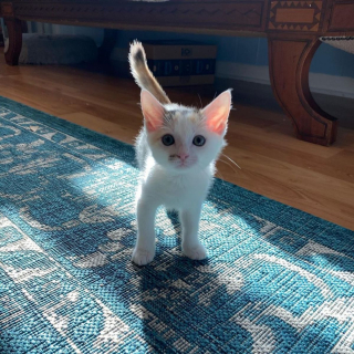Illustration de l'article : Un chaton à 3 pattes impressionne sa soigneuse par sa ténacité et sa résilience