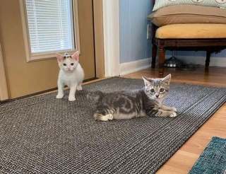 Illustration de l'article : Un chaton à 3 pattes impressionne sa soigneuse par sa ténacité et sa résilience