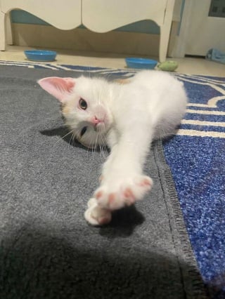 Illustration de l'article : Un chaton à 3 pattes impressionne sa soigneuse par sa ténacité et sa résilience