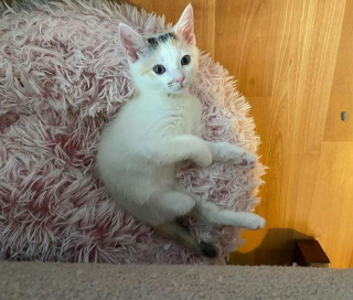 Illustration de l'article : Un chaton à 3 pattes impressionne sa soigneuse par sa ténacité et sa résilience