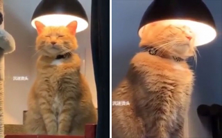 Illustration de l'article : 20 chats aux comportements loufoques qui nous rappellent pourquoi nous les aimons tant